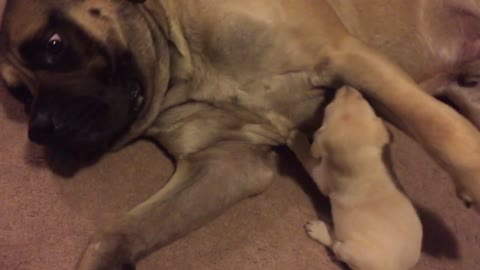 New puppy thinks English Mastiff is his mother!