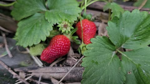 It's Strawberry Season in NW Arkansas! 04/23/2024