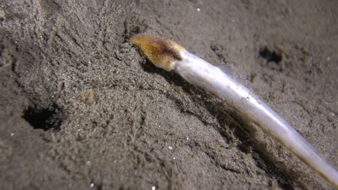Creepy Sea Worm Devours Live Fish