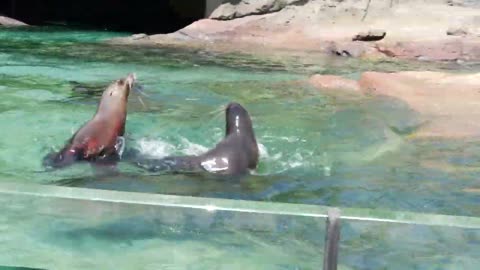 Animals at Houston Zoo cool off during triple-digit temperatures
