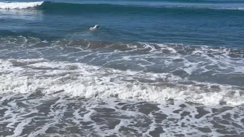 Bodysurfing Doggo in the Pacific Ocean