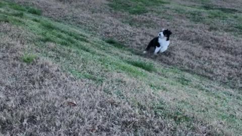 Playful Pupper Rolls Backward on Hill