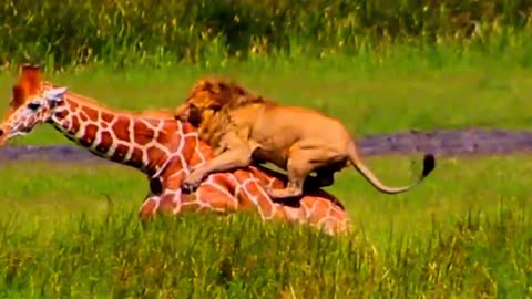 40 Times Animals Fight with wrong Opponents. Part 6 . Please Follow My Channel. All Animals Lover