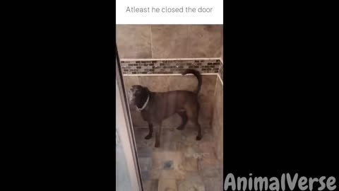 Funniest Animals 2023 😆😍 New Funny Cats and Dogs Videos 😹🐶 fun network of lovely