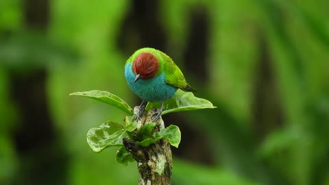 Nature Ave Bird Garden Colombia 1