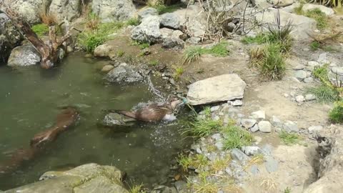 Crafty Otter Makes DIY Sprinkler For His Private Pool Party