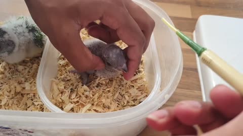How to hand feed a Baby parrot