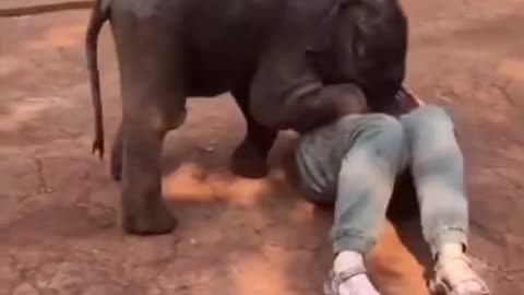 Funny elephant