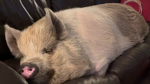 Big Piggy Takes a Nap on the Couch