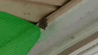 Taking Down A Wasp Nest