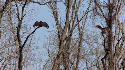 Osprey Father vs Bald Eagles, comment who you think would win