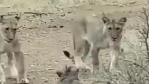 baby lion's playing with baby warthog. baby warthogs playing