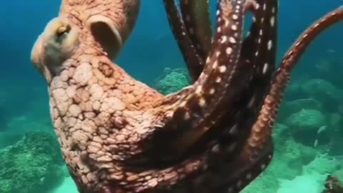 Cool Octopus