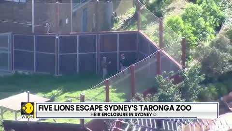 Australia: Five lions escape Sydney's Taronga zoo; four lions make their way back