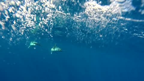 Dolphins Swimming in Open Ocean