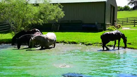 Its Beautiful horses splash and play in the pond