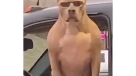 THE COOLEST DOG IN AMERICA