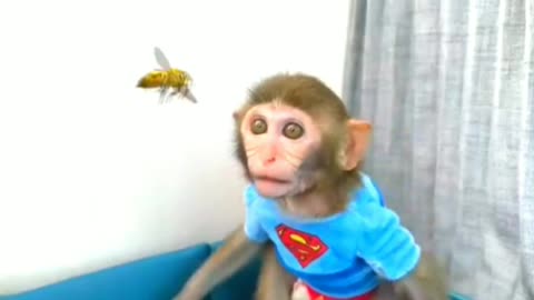 Smart monkey Part -1