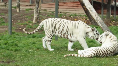 Beautiful White Tiger video