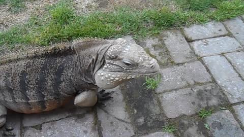 Lizard Greets Man like a Dog!