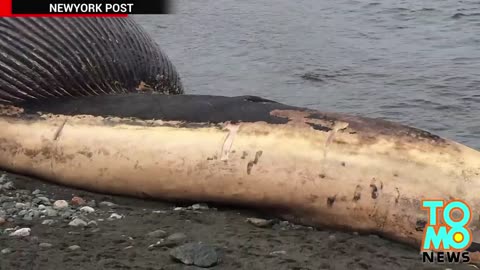 Rotting whale causes fears in Canada town - TomoNews
