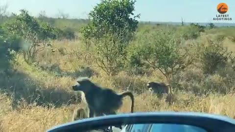 A leopard has all -out Brawl with a 50 Baboons -defferent angle