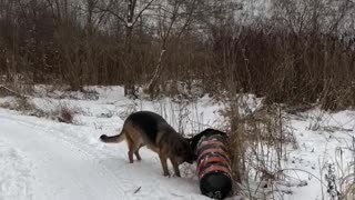 Dog gets frustrated with cone