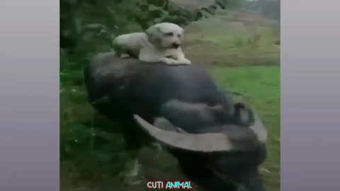 Dog Pretend to be a Superman