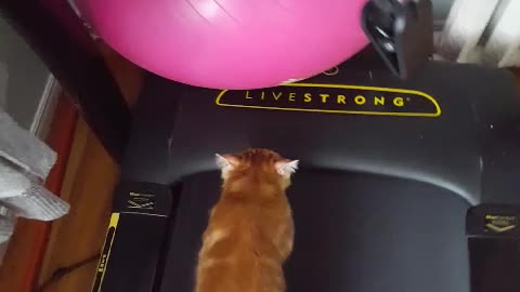 Cat Amazingly Joins Owner On Treadmill For Workout