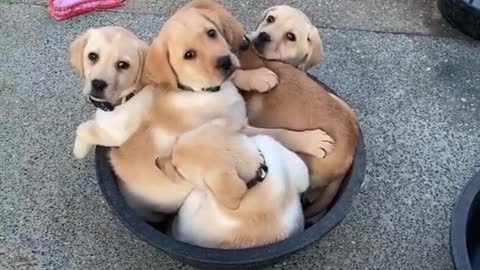 Cute puppies trying to get fit in one tub this video will win your heart for sure