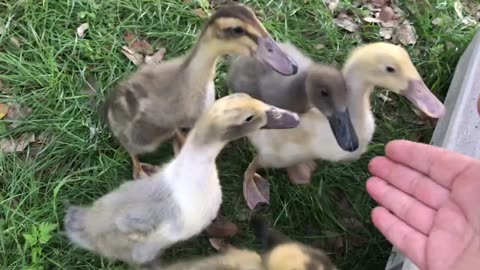 Peas for the 2023 A duckling hatch