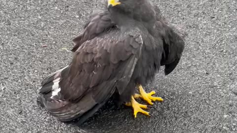 Beautiful Hawk