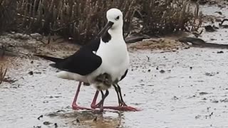 Baby pied stilts have been scientifically proven to be a cutest