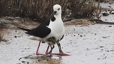 Baby pied stilts have been scientifically proven to be a cutest