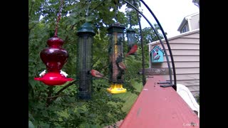 Purple Finch, male and female