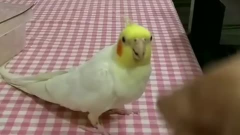The cockatiel bird plays with its owner a toy of stone, paper, scissors