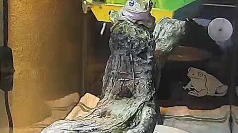Frog Swing Goes Spinning