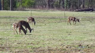 Wild Deer In Park 5