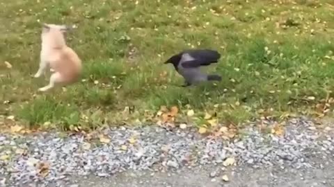 The crow startled the dog