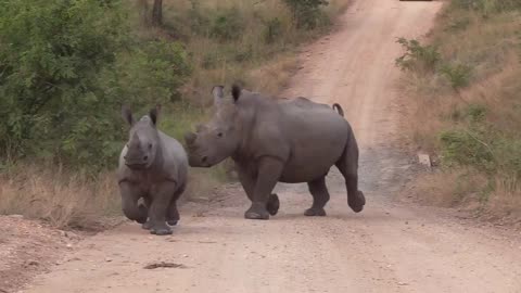 Watch Rhino on the move in NationalPark, South Africa.#wildlife#animals#nature