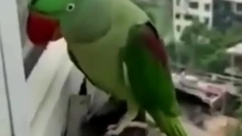 Parrot calling Mummy #