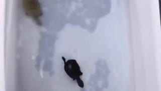 turtle running after dinner