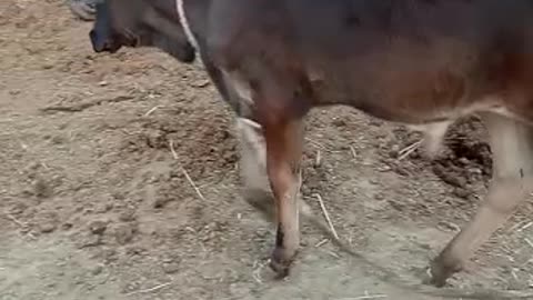 Cow baby video || گائے کا بچہ خوبصورت #cattlesfarming