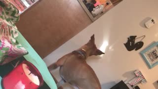 Pit Bull "sees the light", tries to chase it!