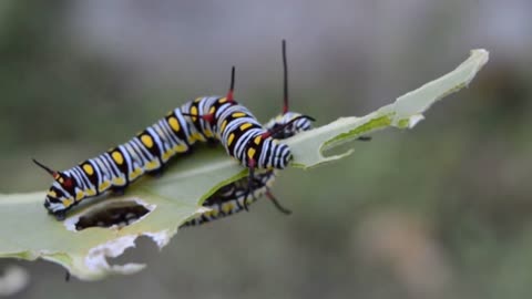 Caterpillar feeding
