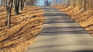 Close Call With Bull Elk