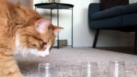 Play With Cat 🤦‍♀️🤦‍♀️ || Cat Play Game to Plastic Glass😂😂 || Bird Dancing Funnt Animal Videos