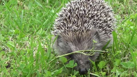 Cute Hedgehog Taking A Stroll