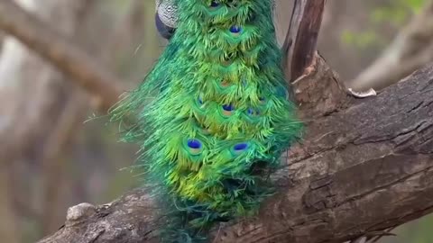 Amazing peacock acting. ময়ুরের অসাধারণ একটি দৃশ্য