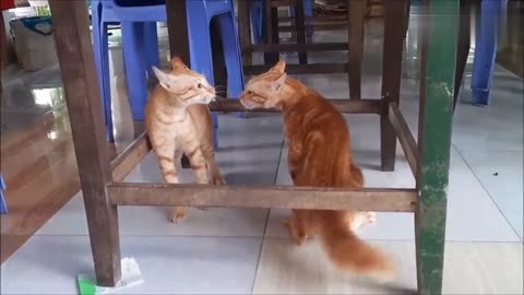 Cats Fighting and Meowing - These Two are Bloody Brothers!